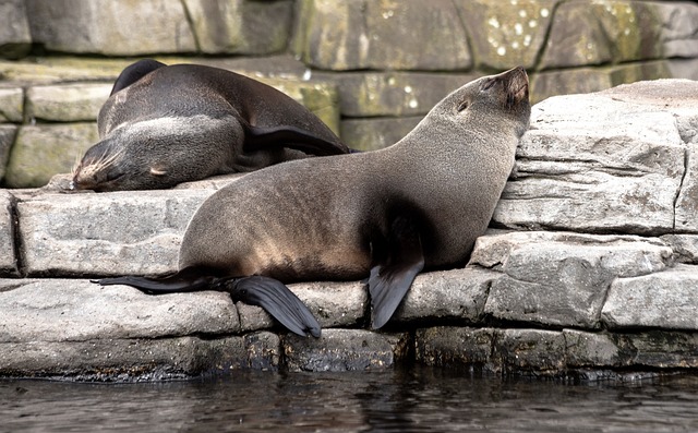 fur seal 6667896 640