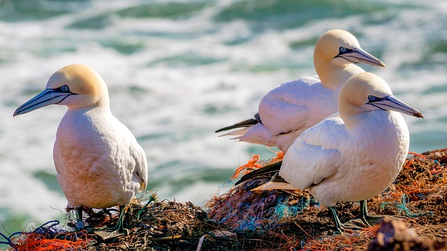 northern gannet 4142807 640