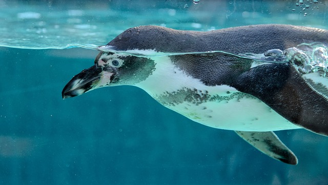 penguin 6905568 640