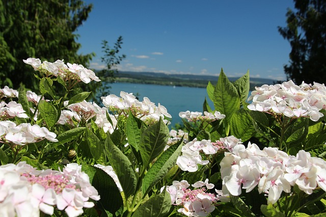 mainau 5397440 640