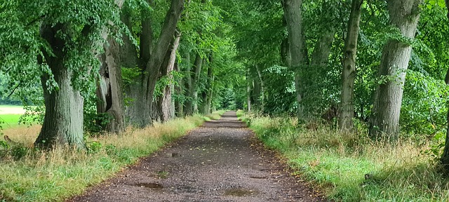 trail 6593841 640